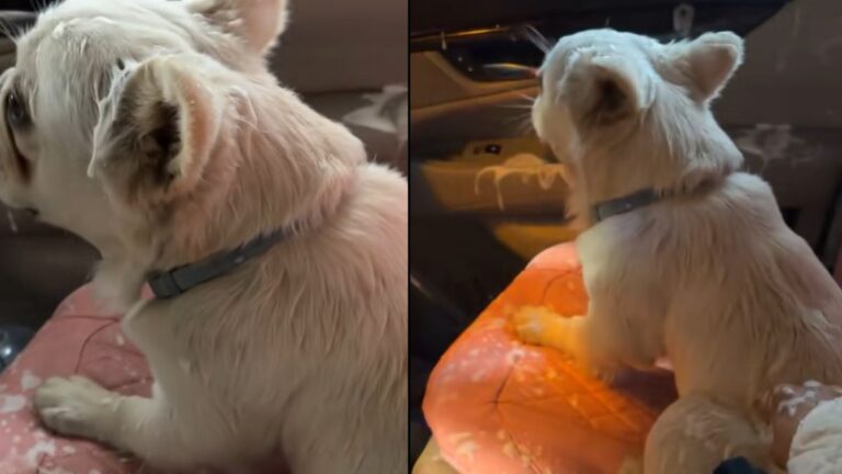 French Bulldog Causes Massive Mess After Lowering Window in Automatic Car Wash