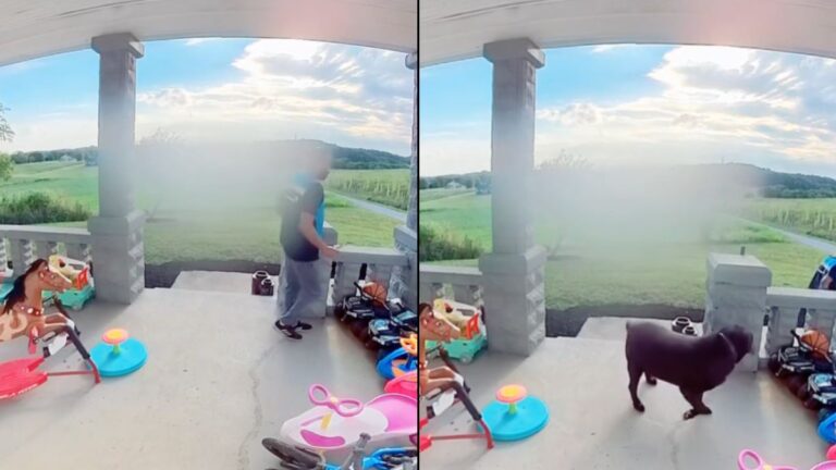 Friendly Labrador Sends Delivery Driver Running in Hilarious Viral Video