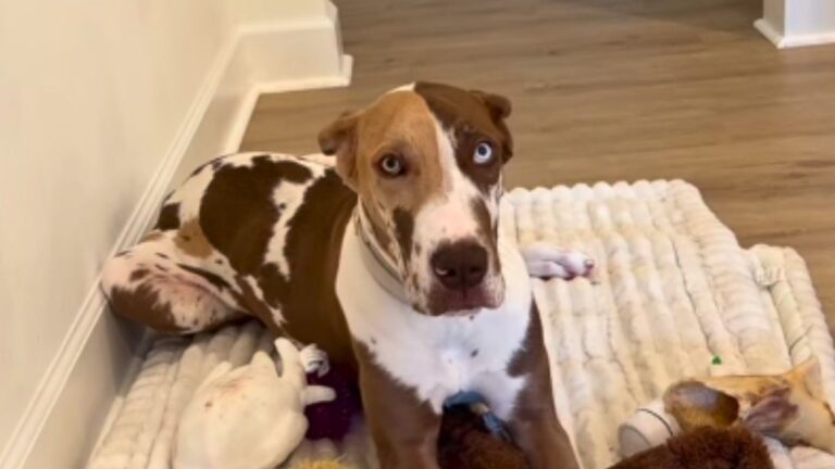 Meet Kona the Great Dane Who Is Being Called the Most Beautiful Dog on the Internet