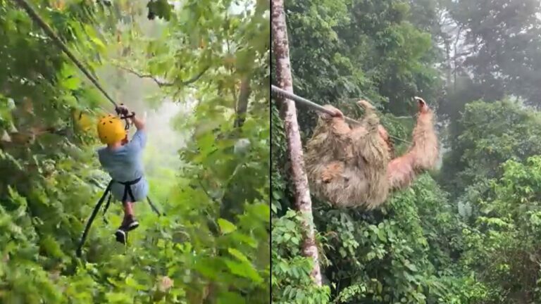 Gridlock in the middle of the jungle — see who blocked their way