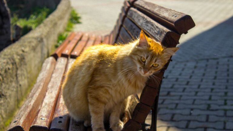 How To Tell If Your Cat Is Suffering From Loneliness