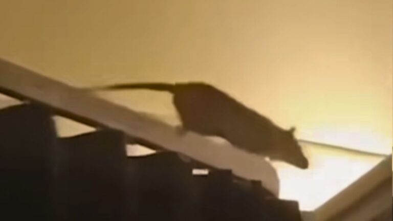 Huge Rat Scurries Through Cabin on Packed Holiday Flight to Aruba