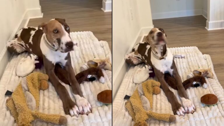 Internet Falls in Love with Kona the Rare Chocolate Harlequin Great Dane