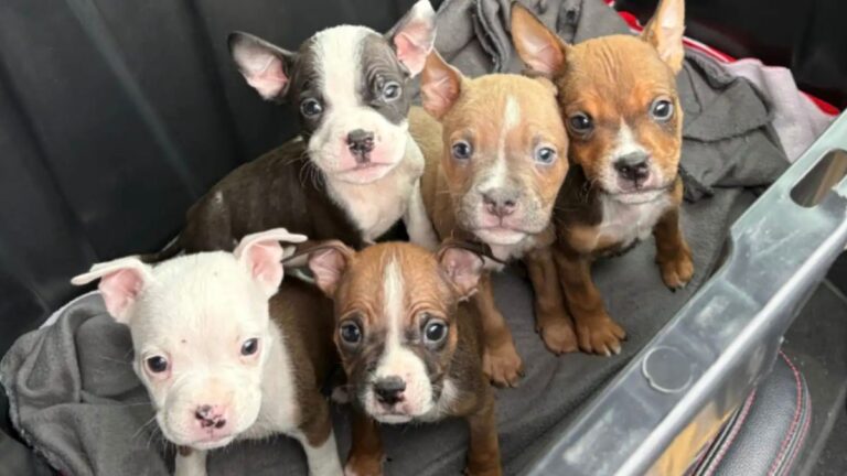 A City Worker Rescued 6 Abandoned Puppies Just Hours Before a Deadly Freeze Swept Through Texas
