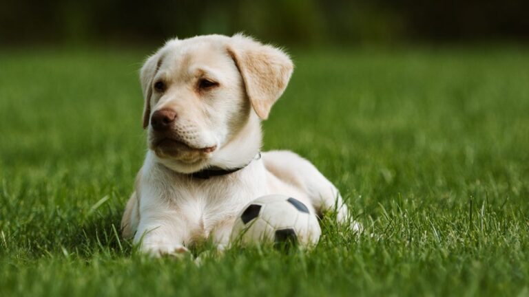 The Three Most Well-Behaved Dog Breeds According to an Expert: “They Are Incredibly Devoted, Loyal and Stable”