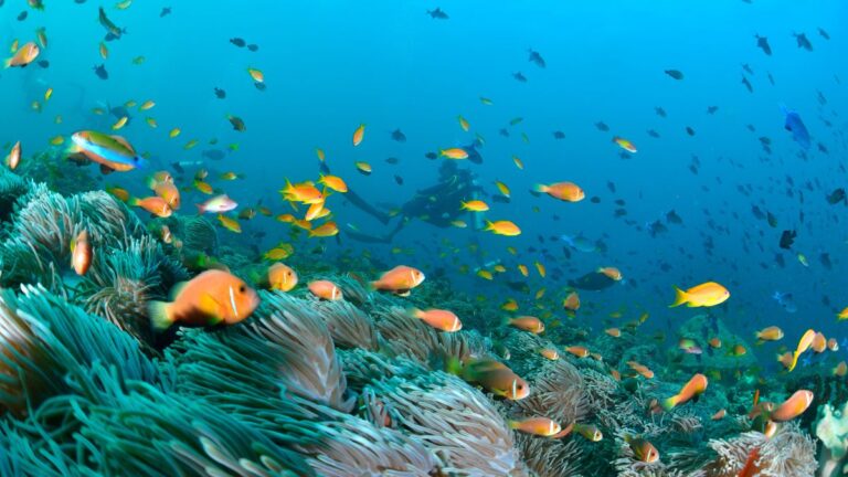 The Maldives’ Famous Coral Aquarium Is Slowly Turning Into a Wasteland
