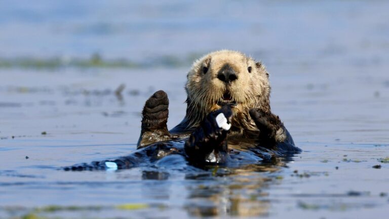 North Carolina Woman Attacked By Aggressive Otter During Triathlon