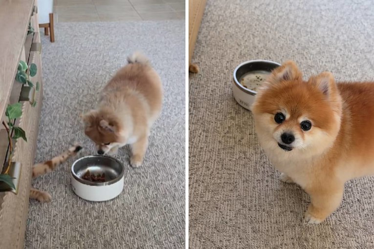 Pomeranian Catches Cat Stealing Her Food and Her Reaction Delights Thousands