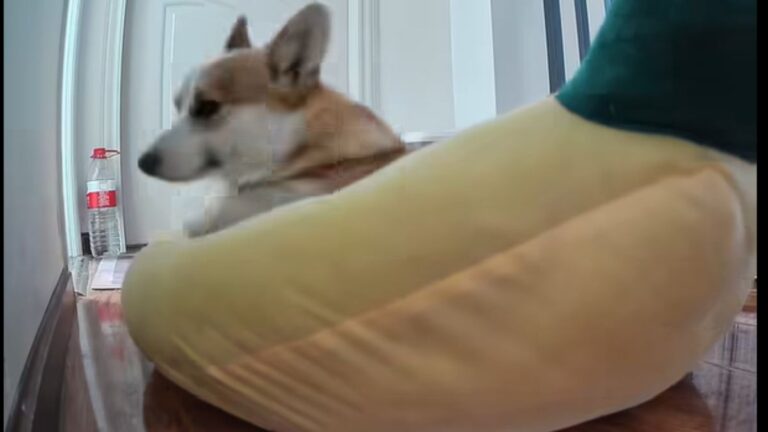 Relatable Morning Struggle of a Sleepy Dog Captures Hearts Online