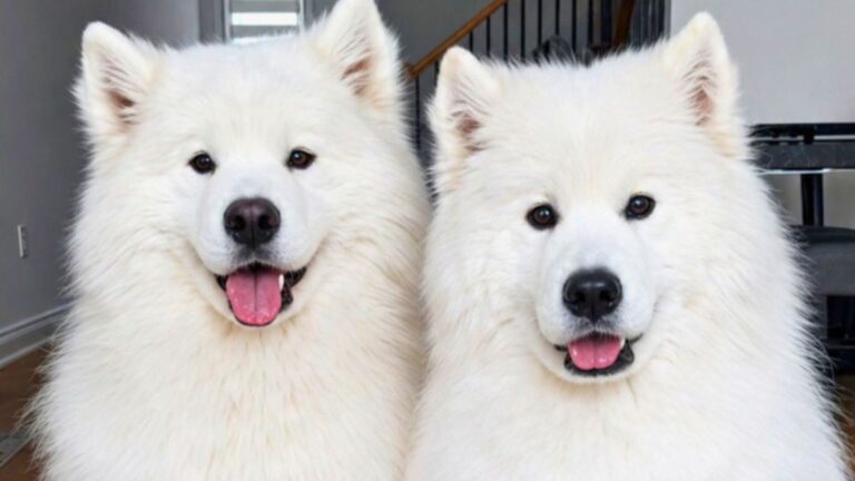 This Is What Life With Two Samoyeds Actually Looks Like Every Day