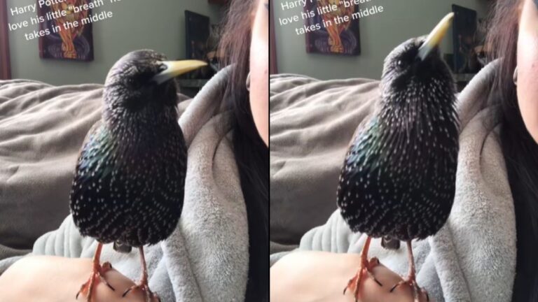 Talented Bird Becomes Viral Sensation Among Harry Potter Fans