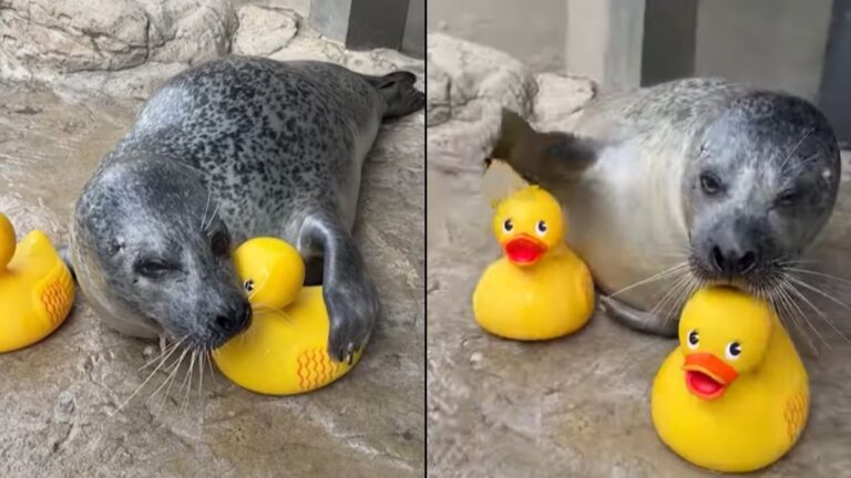 The Newest Aquarium Influencer Is a Seal With a Special Rubber Duck Friend