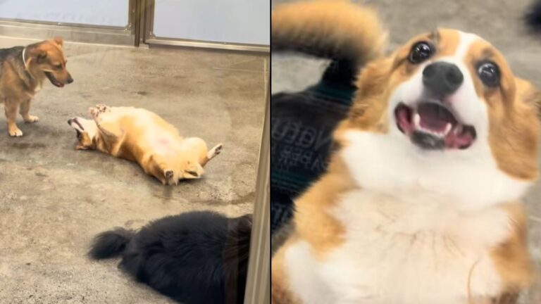 The Surprising Sight of a Corgi Relaxing at Doggy Daycare