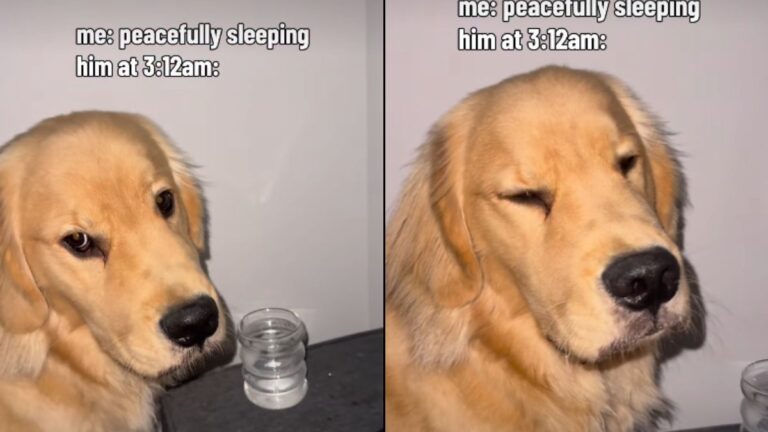 Thirsty Golden Retriever Caught Red Handed Stealing Water from Owners Nightstand