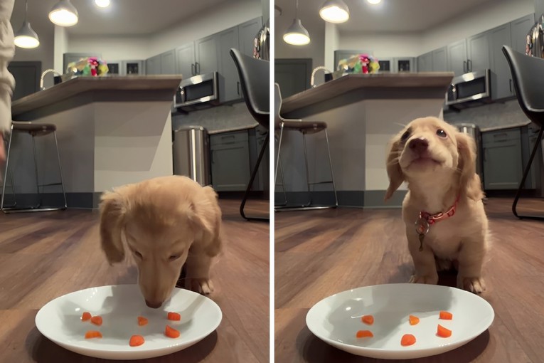 Little Dachshund Tini Is Winning the Internet Over With Her Love of Carrots