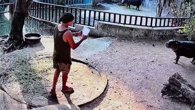 Tourist Faces Prison After Breaking Into Moo Deng Enclosure