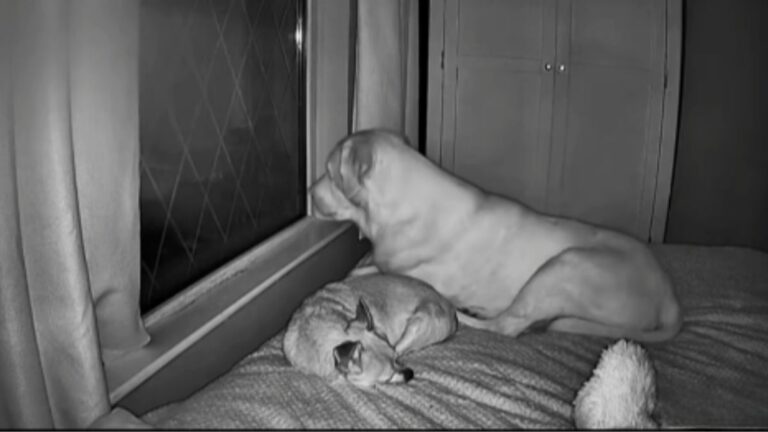 Two Dogs Waiting for Their Owner Leave Everyone Speechless: “Tell Me This Isn’t True Love”