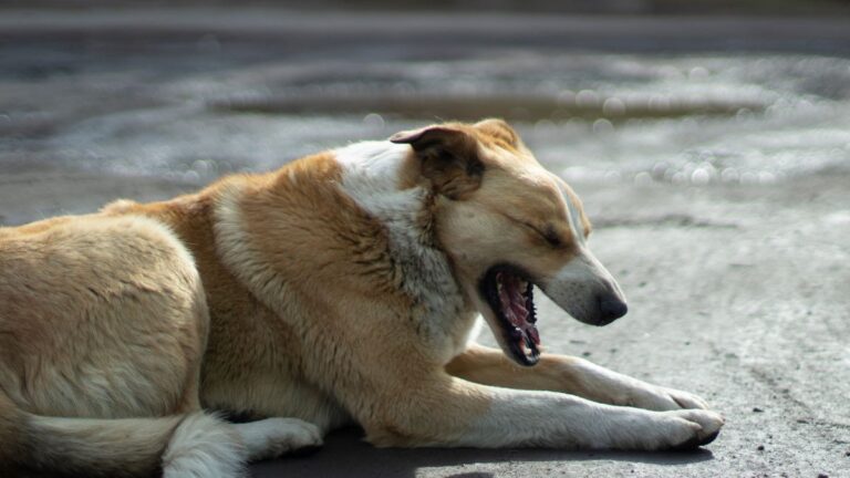 Understanding Why Your Dog Yawns While Receiving Affection