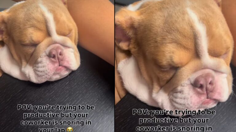 Viral Bulldog Puppy Vinyl Becomes the Worlds Cutest Coworker by Snoring in Her Owners Lap