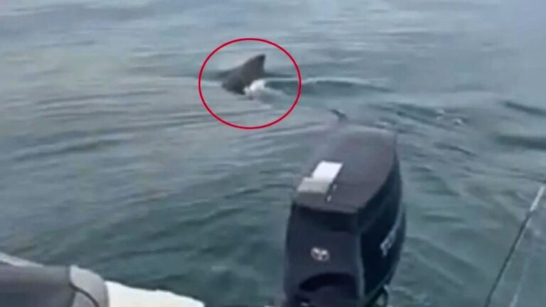 Terrifying Moment Fishermen Are Circled by Giant Great White Shark as They Scream That Is Not Okay