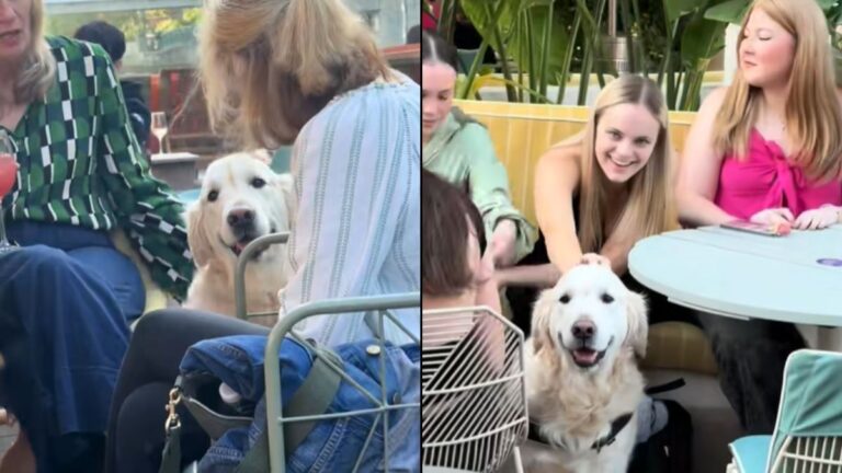 Why Golden Retrievers Like Joey Are Naturally Drawn To Women