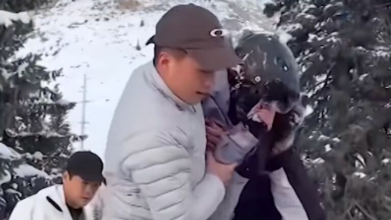 Wild Snow Leopard Mauls Skier Attempting to Photograph Animal at Close Range