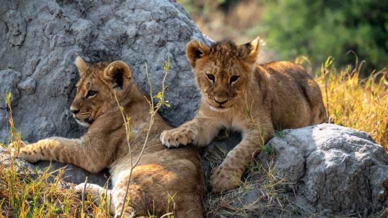 Tiny Lion Cub from Knoxville Zoo Discovers Its Roar and Melts Hearts Everywhere