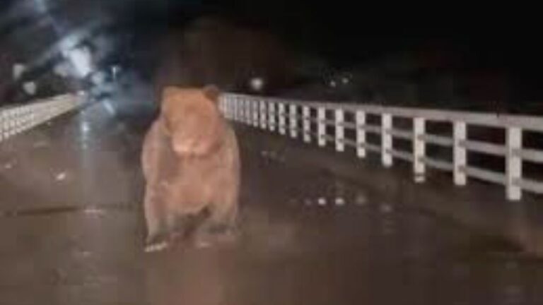 Terrifying Moment Rampaging Bear Charges at Car in Japan Attack Hotspot