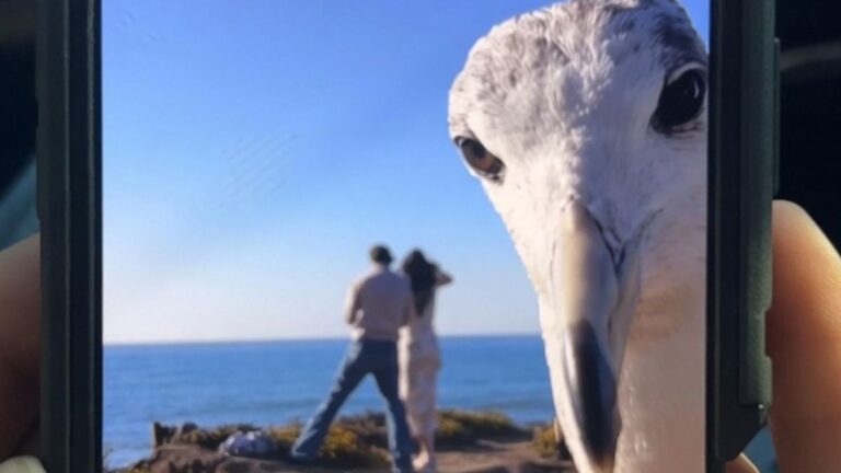 A Couple Tried to Film Their Proposal and a Seagull Completely Stole the Show