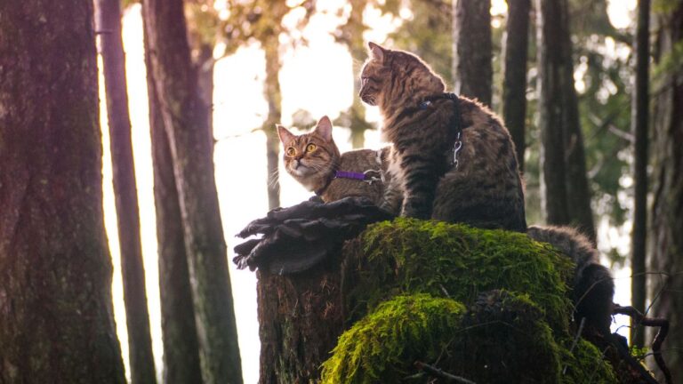 2 Women Rescue Abandoned Kittens and Turn Them Into Hiking Companions