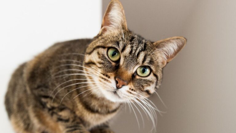 Veterinarian Reveals Three Reasons Why Cats Knead With Their Paws