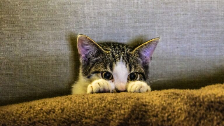 The Real Reason Humans Domesticated Cats Is Darker Than You Think