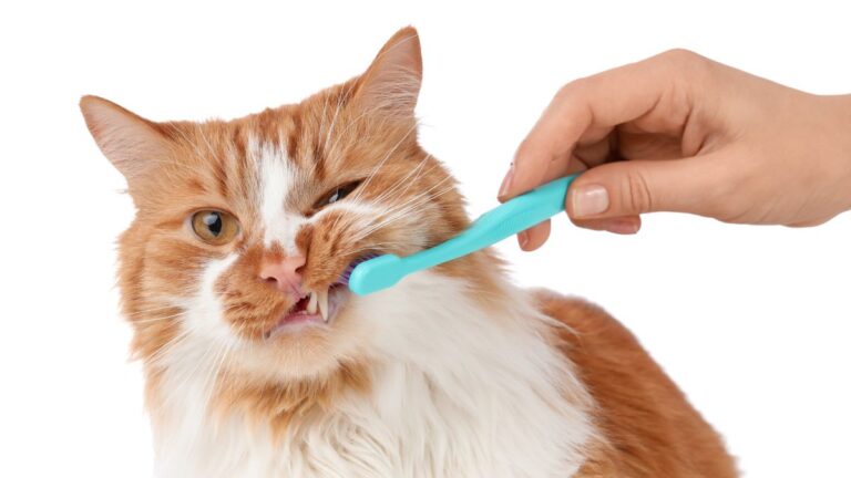 Cats Love Being Brushed with a Wet Toothbrush for This Heartwarming Reason