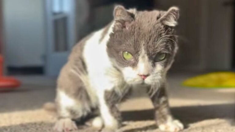 This Tiny Cat With A Rare Genetic Condition Found A Loving Home After Shelter Life
