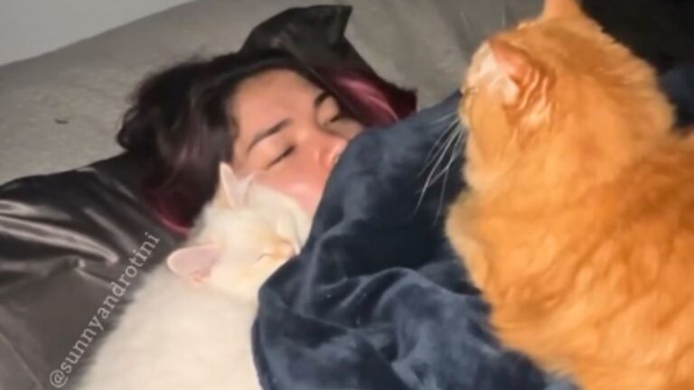 A Viral Video of Two Siberian Cats Keeping Their Owner Awake All Night Is Melting Hearts Across the Internet