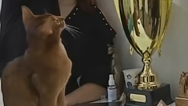 Meet the Most Beautiful Cat in the World, Owner Says: “We Started With Shows When He Was Three Months Old”