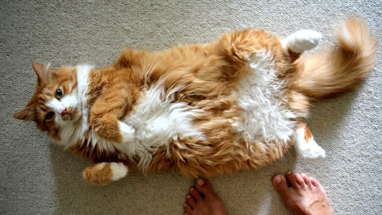 A Vet’s Condolence Note for a Deceased Cat Left the Owner Laughing Through Tears: “He Didn’t Like Us”