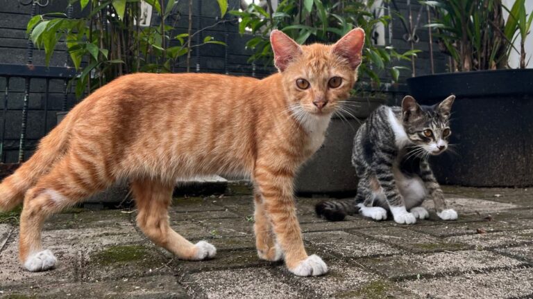 The Reason Cats Wiggle Their Butts Before Jumping: “It Serves an Important Purpose”