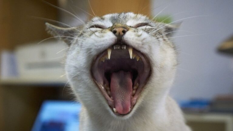 Cat Accidentally Played Eerie Music on Piano and Scared Its Owner