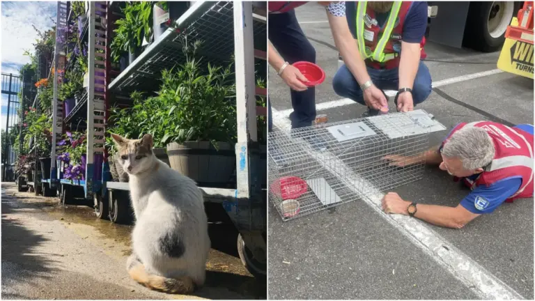 A Drone Search With a Happy Ending Finds a Lost Cat 90 Miles From Home