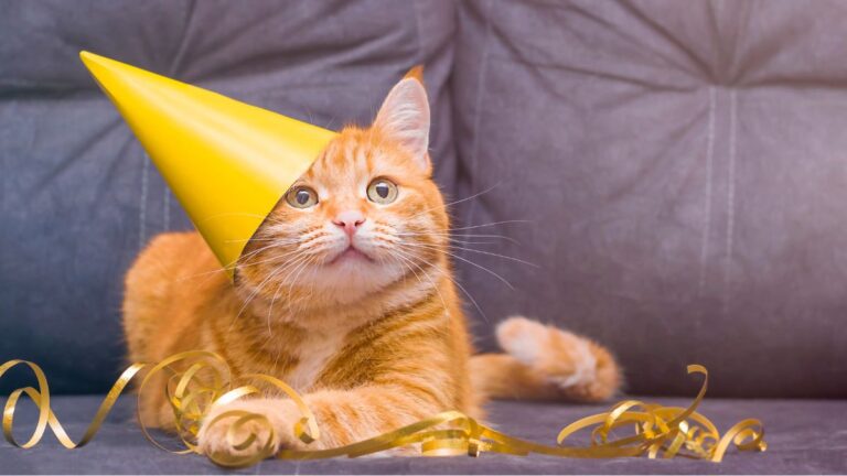 A Cat’s 20th Birthday Celebration With a Roasted Chicken Cake Won the Entire Internet