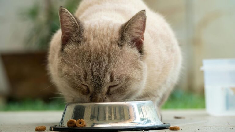 Why Cats Never Finish All the Food in Their Bowl