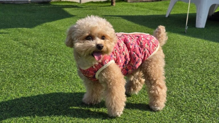 Dog Owner Worried Her Pup Was Miserable at Daycare Until She Saw the Photos