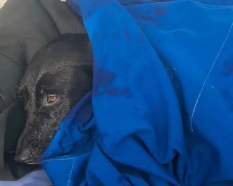 A Lost Black Lab Was Found Swimming Alone in the Ocean After a Dramatic Rescue