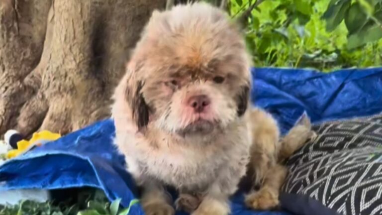 The Heartbreaking Story of a Puppy Who Waited for His Owner Without Knowing He Had Been Abandoned