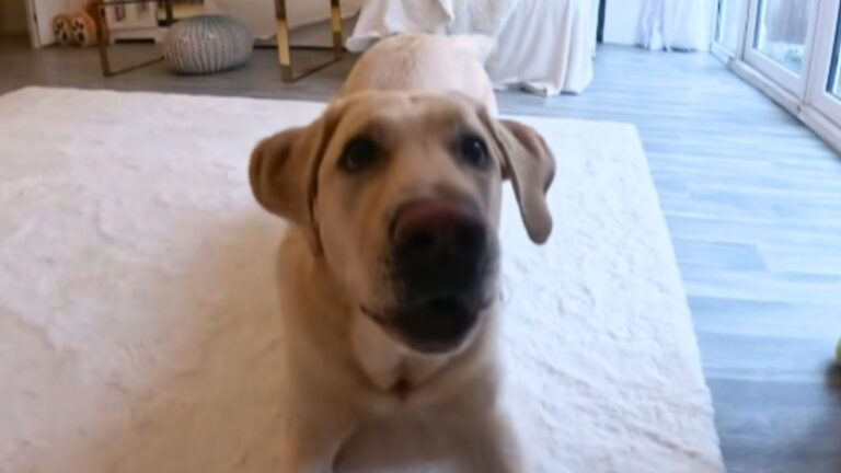 A Dog’s Heartwarming Trick for Getting His Owner’s Attention Goes Viral: “My Heart Is Breaking”
