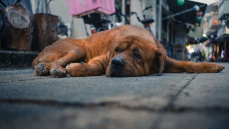 A Viral Post Is Sparking Outrage: “My Dog Was Dying and the Vet Refused to See Him”