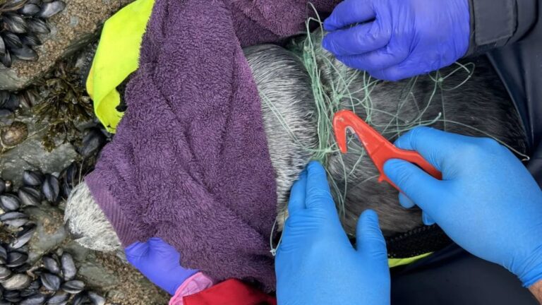 Volunteers Saved a Seal From a Nearly Tragic Fate on the Cornish Coast