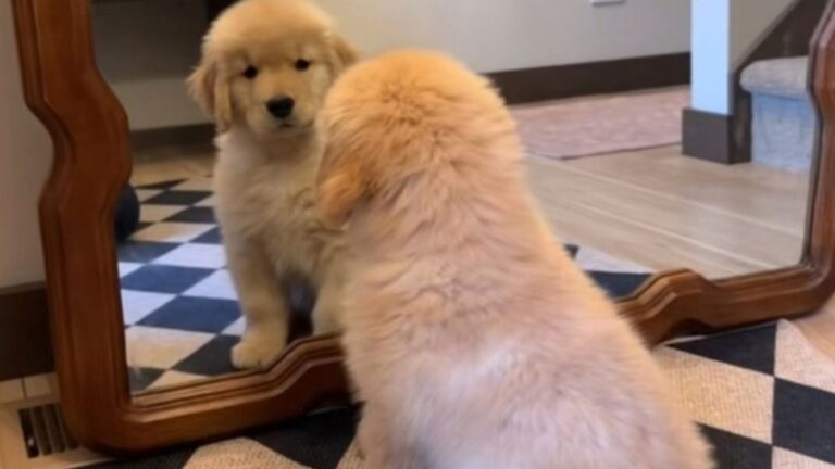 A Golden Retriever Puppy Saw His Reflection for the First Time and the Internet Is Obsessed