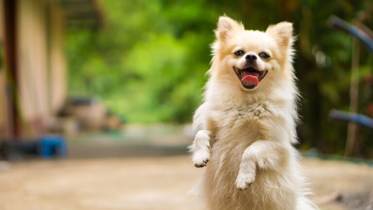 Why Small Dogs Are Actually More Aggressive and Why It Is Not Their Fault
